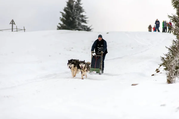 Belis Romania February 2018 Musher Racing Public Dog Sled Race — Stock Photo, Image