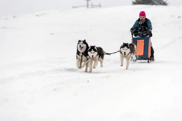 Belis Румунія Лютого 2018 Musher Гонки Шоу Громадських Собачих Упряжках — стокове фото