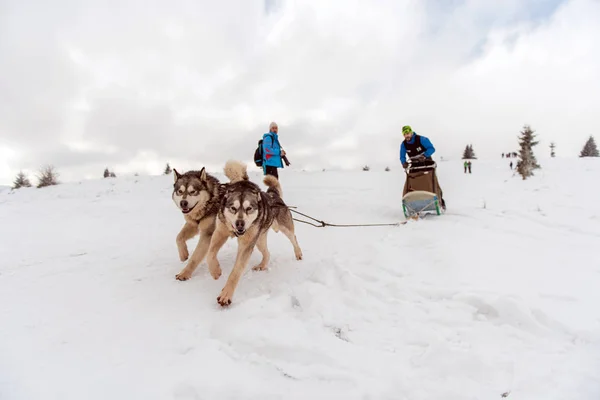 Belis Roménia Fevereiro 2018 Musher Racing Public Dog Sled Race — Fotografia de Stock