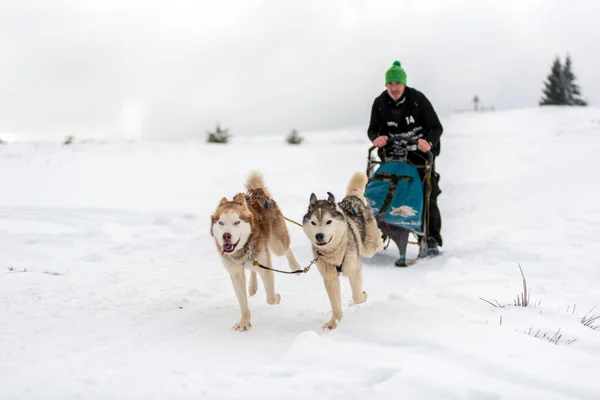 Belis Roménia Fevereiro 2018 Musher Racing Public Dog Sled Race — Fotografia de Stock