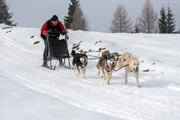 Belis Romania February 2018 Musher Racing Public Dog Sled Race — Stock Photo, Image