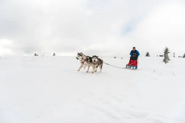 Belis Rumunsko Února 2018 Musher Závodění Veřejné Sáňkovat Pes Závod — Stock fotografie