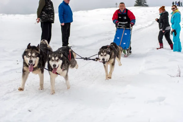 Belis Rumunsko Února 2018 Musher Závodění Veřejné Sáňkovat Pes Závod — Stock fotografie