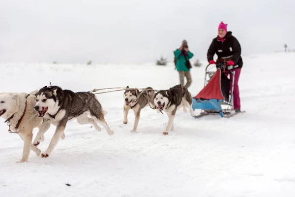Belis 罗马尼亚 2018年2月17日 Musher 赛跑在一个公共狗雪橇比赛展示与沙哑的狗在特兰西瓦尼亚山 — 图库照片