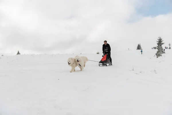 Belis Rumunsko Února 2018 Musher Racing Veřejné Psím Spřežením Závod — Stock fotografie