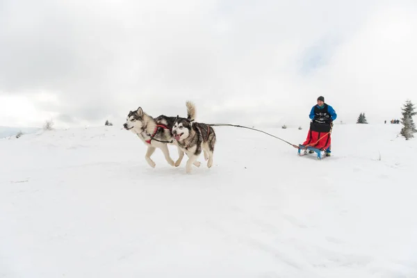 Belis Roumanie Février 2018 Musher Participe Une Course Traîneaux Chiens — Photo