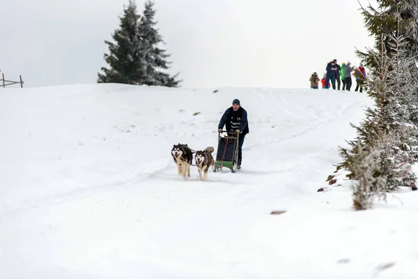 Belis ルーマニア 2018 犬そり旅行者トランシルバニア山脈でハスキー犬と公共の犬そりレースをレース — ストック写真