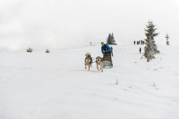 Belis Rumänien Februar 2018 Musher Race Bei Einem Öffentlichen Hundeschlittenrennen — Stockfoto