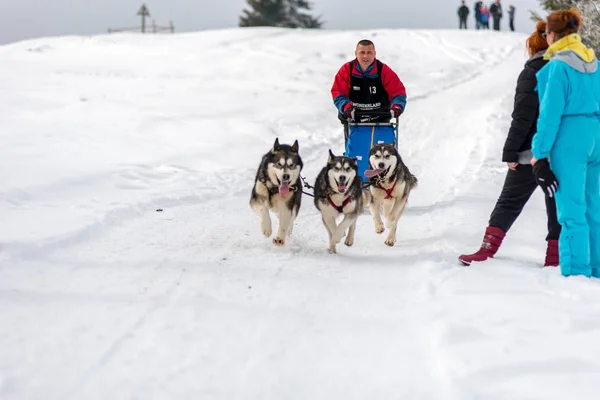 Belis Румунія Лютого 2018 Musher Гонки Шоу Громадських Собачих Упряжках — стокове фото