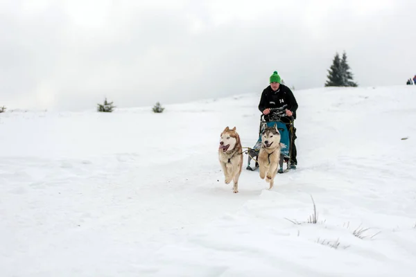 Belis Roménia Fevereiro 2018 Musher Racing Public Dog Sled Race — Fotografia de Stock