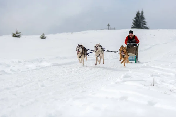 Belis Roménia Fevereiro 2018 Musher Racing Public Dog Sled Race — Fotografia de Stock