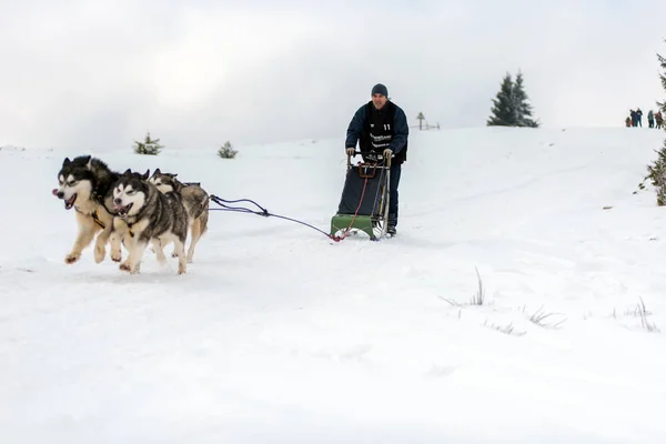 Belis Roménia Fevereiro 2018 Musher Racing Public Dog Sled Race — Fotografia de Stock
