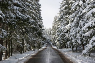 Kış asfalt yol karda orman kaplı
