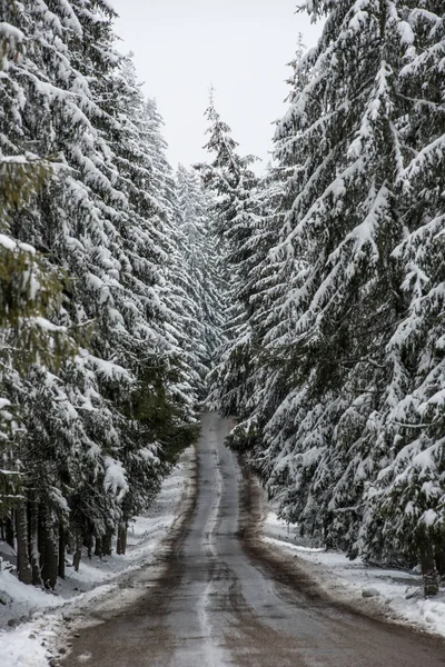 Vinterväg Asfalten Snön Täckte Skog — Stockfoto