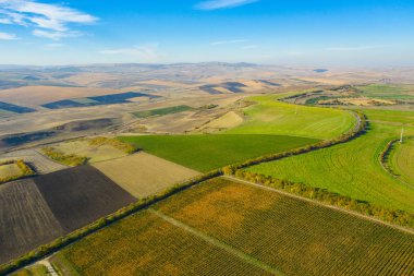 Yukarıdan Sonbahar bir üzüm bağı. Hava dron vurdu