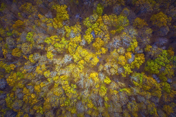 Aerial Ovanför Vyn Höstens Skog Drone Skott Träd Kapellet — Stockfoto