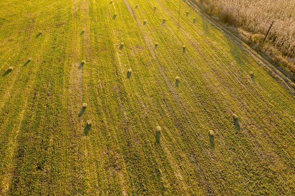 Aerial drone photo of hay rolls, bales in the wheat field in late afternoon lights