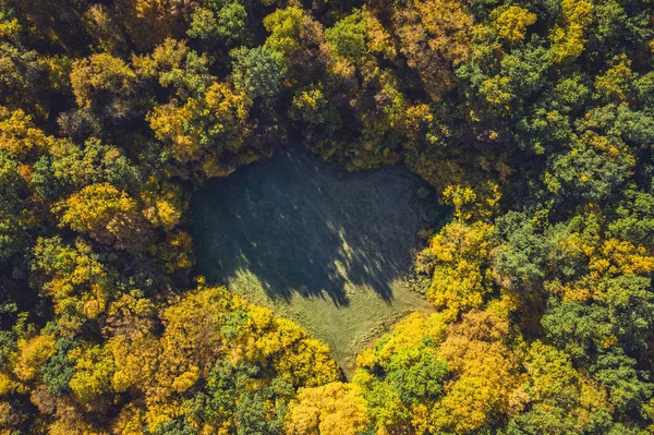 Top View Forest Clearing Drone Aerial Shot Autumn Wood Heart — Stock Photo, Image