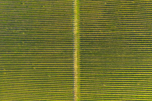 Rijen Een Wijngaard Natuurlijke Patroon Boven Van Een Drone Luchtzicht — Stockfoto