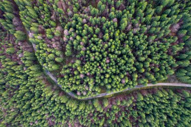 Güzel yol herdem yeşil çam ormanı. Hava dron görünümü