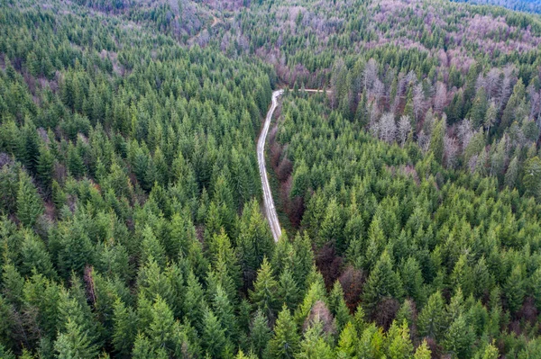 绿色松树林的鸟图和从已完成的道路捕获 — 图库照片