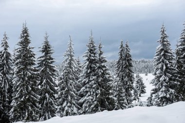 Peri kış manzara köknar ağaçları ile