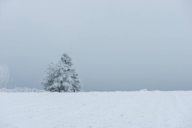Donmuş Ağaçlar dağlarda kar kaplı