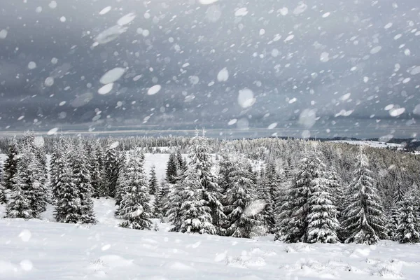 Sníh padá v zimním lese — Stock fotografie