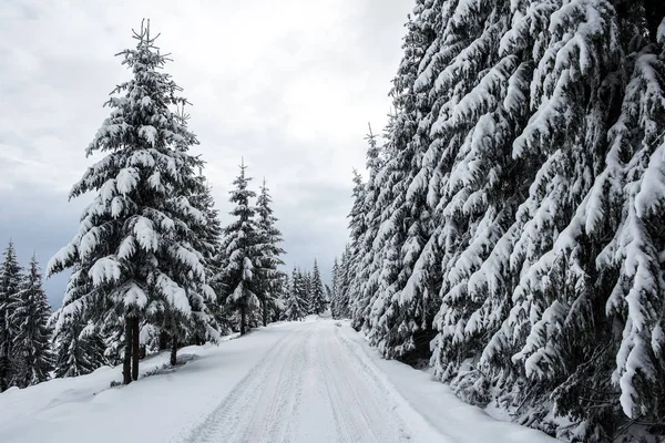 Stromy pokryté chrastítkem a sněhem — Stock fotografie