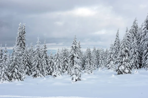 覆盖着白霜和雪的树 — 图库照片