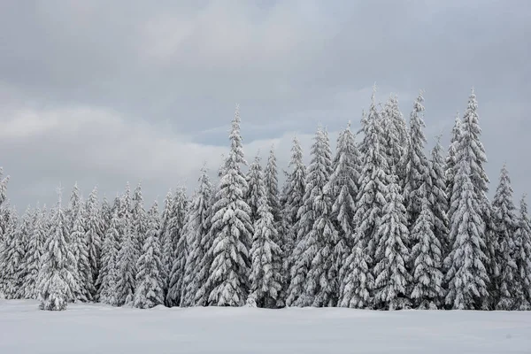 Bäume mit Raureif und Schnee bedeckt — Stockfoto