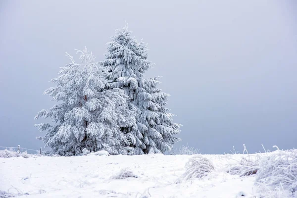 Schnee bedeckte gefrorene Bäume in den Bergen — Stockfoto