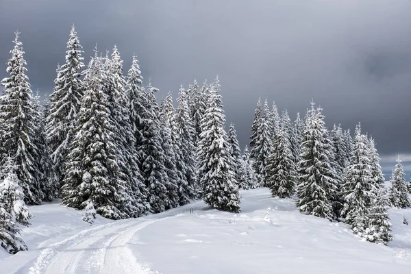 Peri kış manzara köknar ağaçları ile — Stok fotoğraf