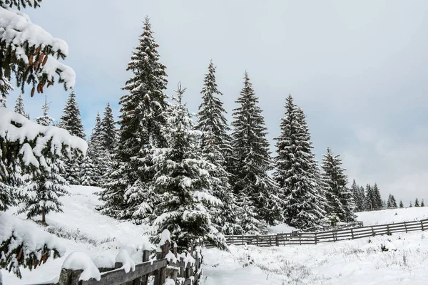 Paesaggio invernale fatato con abeti — Foto Stock