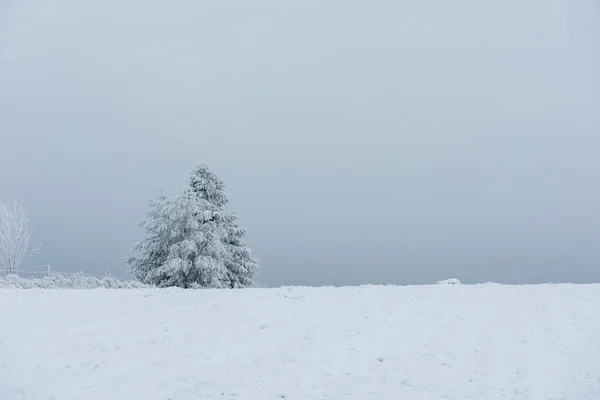 Snötäckta frysta träd i bergen — Stockfoto