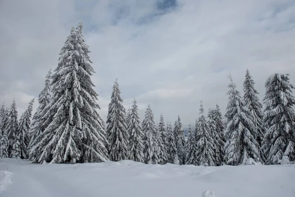 Bäume mit Raureif und Schnee bedeckt — Stockfoto