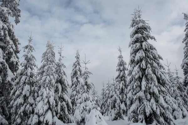 Märchenhafte Winterlandschaft mit Tannen — Stockfoto