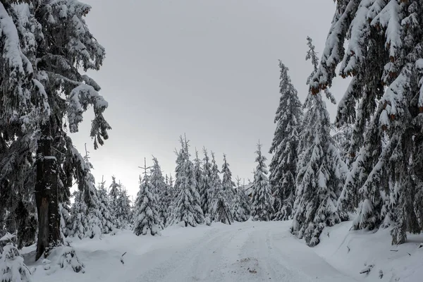 Fondo de Navidad, bosque cubierto de nieve en invierno — Foto de Stock