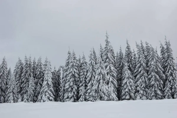 Fairy vinterlandskap med granar — Stockfoto