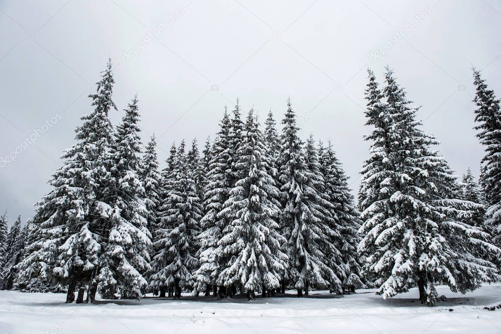 Trees covered with hoarfrost and snow