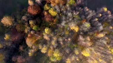 Uçan sonbahar orman yukarıda. 4 k dron video