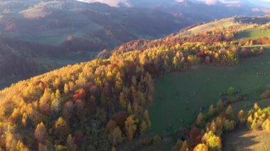 Hava 4k sonbahar manzara video Robot. Dağ ve orman yukarıdan