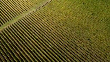 Epik hava 4k dron film geç öğleden sonra ışıklar bir bağ