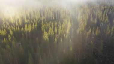 Bulutların üzerinde uçan. Hava dron 4k film gündoğumu, puslu sabah ve orman dağlarda