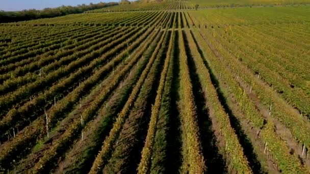 Epic Aerial Drone Movie Vineyard Late Afternoon Lights — Stock Video