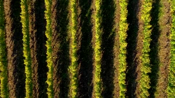 Film Aérien Épique Drone Vignoble Fin Après Midi Lumières — Video