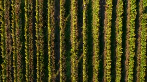 Antenowe Kino Drone Winnicy Późno Południu Światła — Wideo stockowe