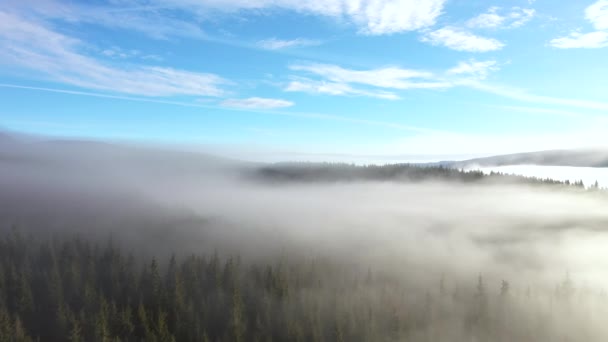 Volare Sopra Nuvole Drone Aereo Film Alba Mattina Nebbiosa Foresta — Video Stock