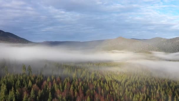 Zboară Deasupra Norilor Drona Aeriană Film Răsărit Dimineață Cețoasă Pădure — Videoclip de stoc