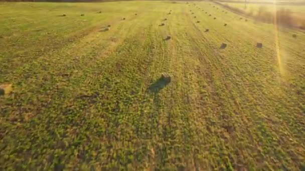 Luftdrohne Video Ansicht Eines Grünen Feldes Mit Runden Heuhaufen Getrockneten — Stockvideo